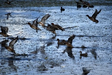 琵琶湖の渡り鳥鴨とオオバン