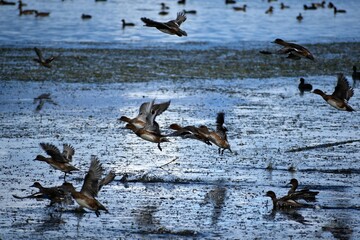 琵琶湖の渡り鳥鴨とオオバン