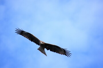 Obraz premium とんび