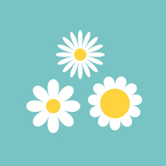 Three daisy chamomile set. White camomile icon. Cute flower plant collection. Love card. Cartoon kawaii funny character. Growing concept. Flat design. Green background.