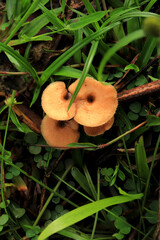 Mushrooms growing on the ground in the forest. 
