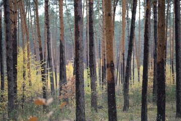 trunks of coniferous trees against the background of an autumn forest in cloudy weather, natural natural ecological background of the forest, sustainable development, yellow birch trees, pine trunks 