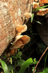 Mushrooms on a wood in the forest. Wild mushrooms on a tree stump. live by absorbing plant organic matter