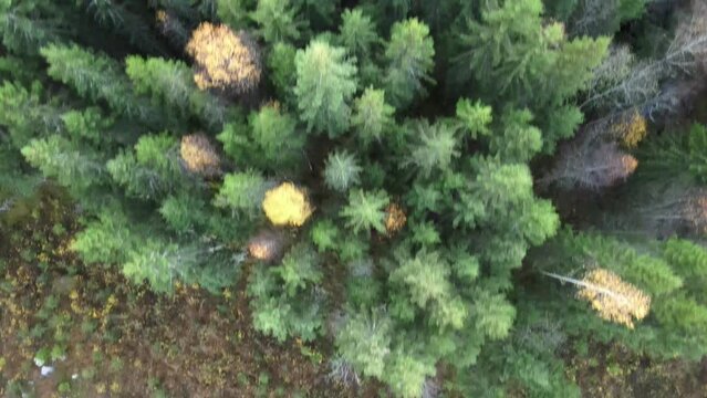 forest in fall in northern Europe 