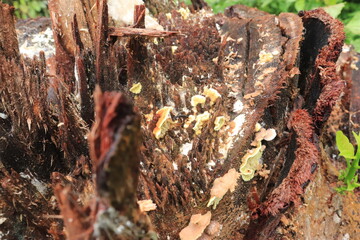 Mushrooms on a wood in the forest. Wild mushrooms on a tree stump. live by absorbing plant organic matter