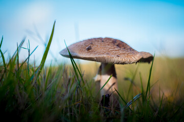 The blusher mushroom is the common name for several closely related species of the genus Amanita