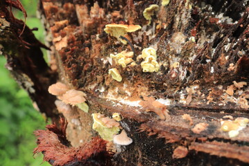 Mushrooms on a wood in the forest. Wild mushrooms on a tree stump. live by absorbing plant organic matter