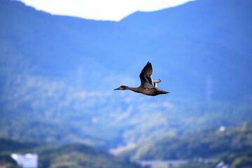 琵琶湖の渡り鳥鴨とオオバン