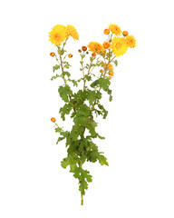 Branch of yellow-orange chrysanthemum on a white background isolated, front view.