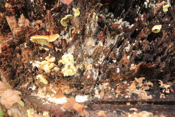 Mushrooms on a wood in the forest. Wild mushrooms on a tree stump. live by absorbing plant organic matter