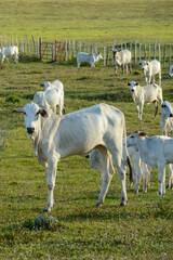 Fototapeta premium Cattle. Herd of Nelore cattle in the pasture, in the late afternoon. Brazilian livestock.