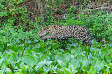 Fototapeta na wymiar Jaguar (Panthera onca) hunting in the Northern Pantanal in Mata Grosso in Brazil