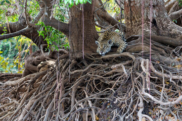 Jaguar (Panthera onca) resting in the Northern Pantanal in Mata Grosso in Brazil