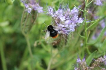 Eine Biene auf Wildblumen. Frühling wiesen Szene. Bienen bestäuben eine Wildblume. Staubblatt und Stempel. Grün im Hintergrund. Üppiges Laub. Makrofotografie von Insekten. Blütenstaub in der Luft. 