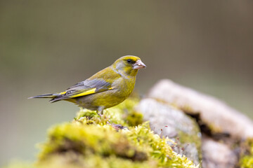 Yellowhammer (Emberiza citrinella).Bird sitting on a branch with green background. Wildlife scenery