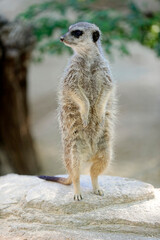 Erdmännchen (Suricata suricatta), captive, Deutschland, Europa