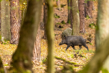 Wild boar (sus scrofa ferus) walking in autumn forest. Wildlife scenery