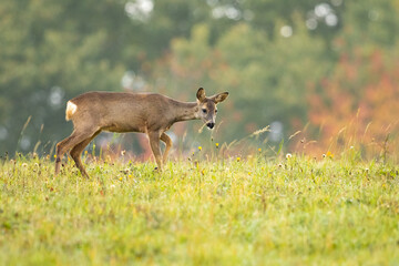 Roe deer (Capreolus capreolus) , standing on a meadow.