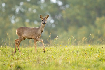 Naklejka na ściany i meble Roe deer (Capreolus capreolus) , standing on a meadow.