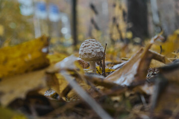 mushrooms growing on moss in autumn forest poisonous toadstools