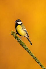 Great Tit (Parus Major) on branch. Wildlife scenery.