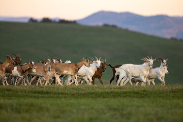 A herd of goats graze on a mountain meadow. Widlife 