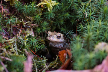 A frog comes out of its hiding place in spring.