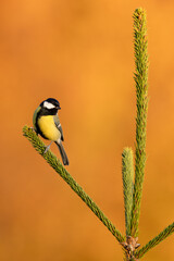 Great Tit (Parus Major) on branch. Wildlife scenery.