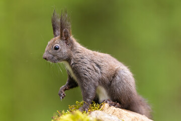 Naklejka na ściany i meble Red squirrel, Sciurus vulgaris, Cute arboreal, omnivorous rodent . Portrait of eurasian squirrel in natural habitat. Wildlife scenery 