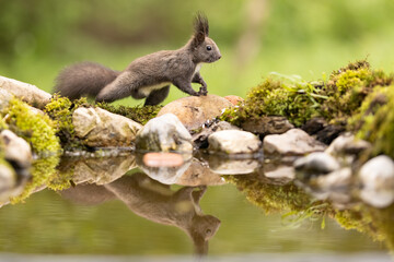 Fototapeta premium Red squirrel, Sciurus vulgaris, Cute arboreal, omnivorous rodent . Portrait of eurasian squirrel in natural habitat. Wildlife scenery 
