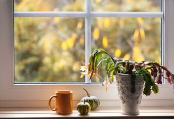 Orange mug, pumpkin and yellow Christmas cactus flower on the windowsill. Window overlooking the autumn yellow garden