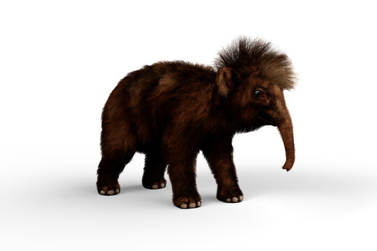 3D illustration of a Woolly Mammoth baby, the extinct relative of the modern Elephant isolated on a transparent background.