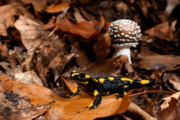 Fire salamander // Feuersalamander (Salamandra salamandra terrestris) - Wuppertal, Gernany