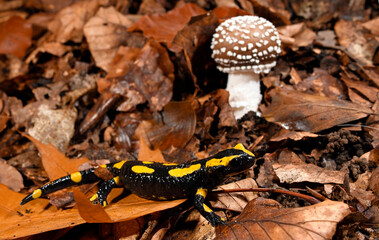 Feuersalamander // Fire salamander (Salamandra salamandra terrestris) - Wuppertal, Gernany