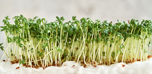 Horizontal header with fresh garden cress or Lepidium sativum sprouts