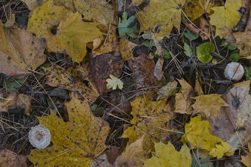 mushrooms growing on moss in autumn forest poisonous toadstools
