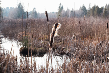 A reed in a pond in spring.