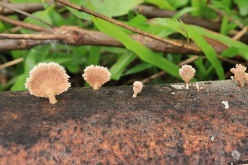 Mushrooms on a wood in the forest. Wild mushrooms on a tree stump. live by absorbing plant organic matter