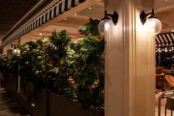 Big green plants in pods make hedge at cafe interior to create comfort and privacy. Big glass lamp on the wall. Defocused decorative plants. Selective focus.