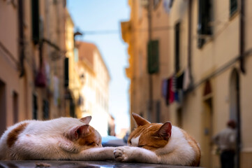 Zwei Katzen schlafen in der Altstadt von Alghero auf einem Autodach