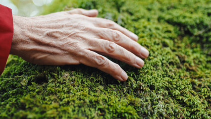 Hand Caresses Moss in autumn