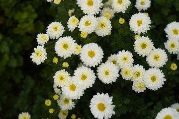 Obraz premium Chrysanthemum 'Poesie', Asteraceae family. 