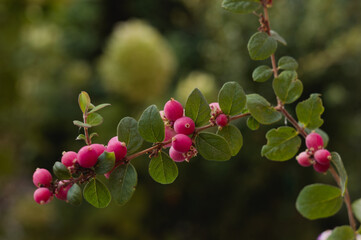 Symphoricarpos  doorenbosii 