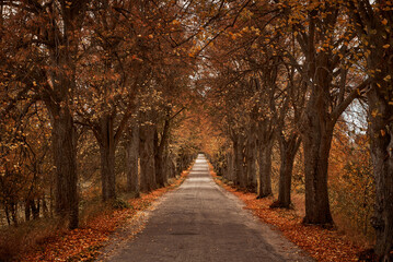 Fototapeta na wymiar A rural road, tree-lined in autumn, offers a tranquil and picturesque countryside view.