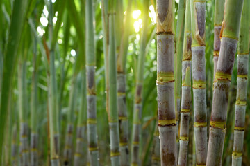 Sugar cane plantation growing up.