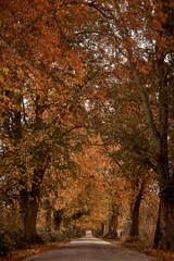 A rural road, tree-lined in autumn, offers a tranquil and picturesque countryside view.