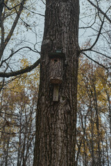 Wooden feeder for squirrels and birds on a tree in the autumn forest birdhouse