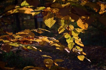 Close up view of tree branches with color maple leaves. Park with trees. Autumn leaves sway in wind and fall to ground. Beauty outdoors nature landscape in sun rays.