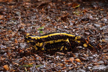 Feuersalamander-Paarung // Mating of the Fire salamander (Salamandra salamandra terrestris) - Wuppertal, Gernany