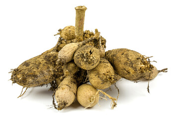 Dahlia roots on white background